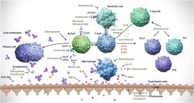 Insights into future management of lupus nephritis